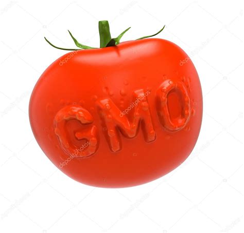 Gmo 토마토
